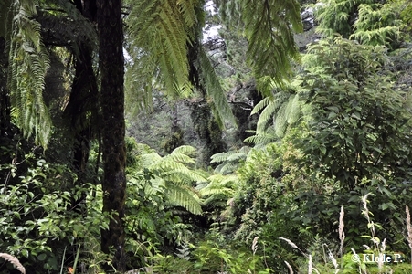 Karangahake width=35%
