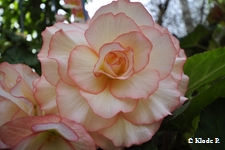 photo no 4