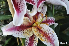photo no 7