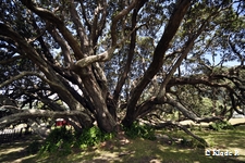 photo no 20