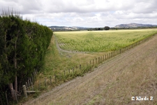 photo no 4