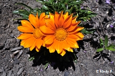 photo no 15