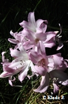 photo no 20